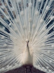 white peacock showing its tail in front of the Museum in the Massey garden in Tarbes