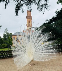 white peacock showing its tail in front of the Museum in the Massey garden in Tarbes