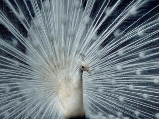 white peacock showing its tail in front of the Museum in the Massey garden in Tarbes