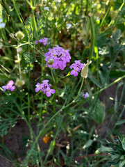 iberis umbrellata crop pink flowers among green grass