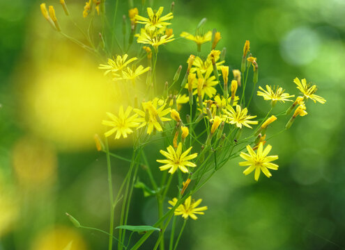 満開のハナニガナ / Full Bloom of Ixeris dentata