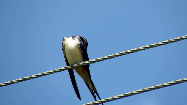 A swallow cleans feathers on wires against the sky, close-up.