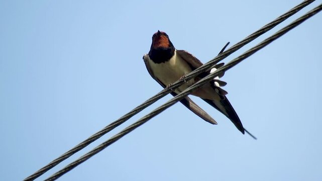 A swallow sings on the wires against the sky, close-up.