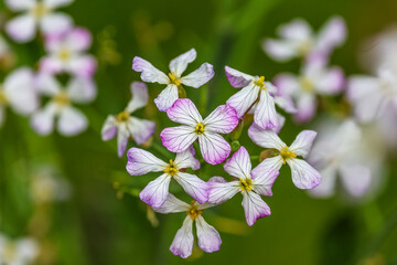 Close up of radish flower(Raphanus sativus).Bunch of flowers on a radish plant. 