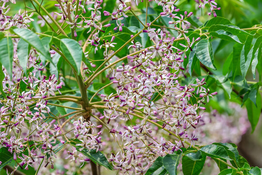 Melia azedarach, commonly known as the chinaberry tree, pride of India, bead-tree, Cape lilac, syringa berrytree, Persian lilac, or white cedar, is a species of deciduous tree in the mahogany family.