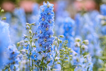 Delphinium elatum is a species of flowering plant in the buttercup family Ranunculaceae, known by the common names alpine delphinium, bee larkspur, or candle larkspur.