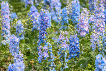 Delphinium elatum is a species of flowering plant in the buttercup family Ranunculaceae, known by the common names alpine delphinium, bee larkspur, or candle larkspur.