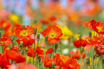 Colourful red, yellow and orange poppies flowering in a summer garden.