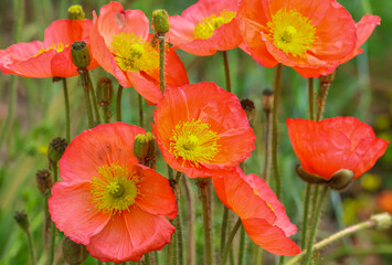 Colourful red, yellow and orange poppies flowering in a summer garden.