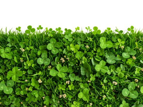Top View of Grass Patch with Dense Clover Leaves, isolated on transparent background