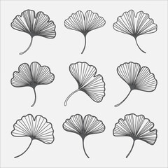 Nine minimalistic ginkgo biloba leaves in outlined style ideal for design projects