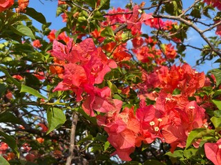 Stunning Bougainvillea in full bloom. A vibrant display of red and orange bracts against a bright...