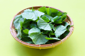 Gotu kola, fresh green leaves known for their medicinal properties in boosting memory and promoting healthy skin.