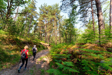 Obraz premium Walkers in the Bois Rond forest path . Fontainebleau forest. 