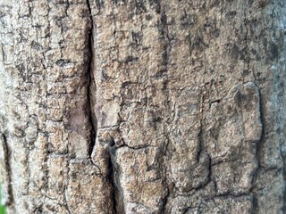 The rough, striped texture of tree bark, with deep vertical patterns and natural cracks, is perfect for backgrounds, natural textures, or design elements that require an organic, rustic touch.