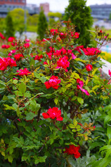 A beautiful rose bush in a public park in Japan