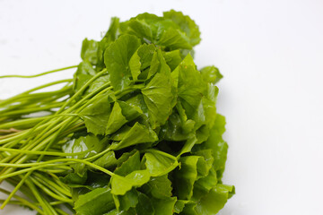 Gotu kola plant, Fresh green leaves of herb