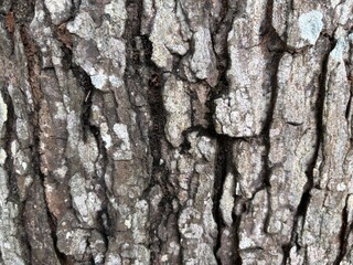 The rough, striped texture of tree bark, with deep vertical patterns and natural cracks, is perfect for backgrounds, natural textures, or design elements that require an organic, rustic touch.