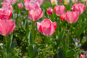 Field of blooming tulips under natural sunlight.