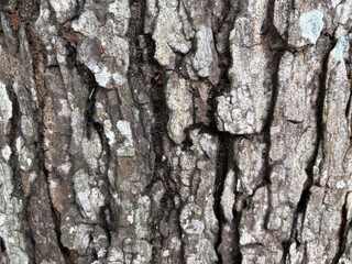 The rough, striped texture of tree bark, with deep vertical patterns and natural cracks, is perfect for backgrounds, natural textures, or design elements that require an organic, rustic touch.