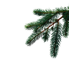 Obraz premium Isolated fir tree twigs with fine needle details, isolated on a Transparent background, PNG file. for winter or nature themes