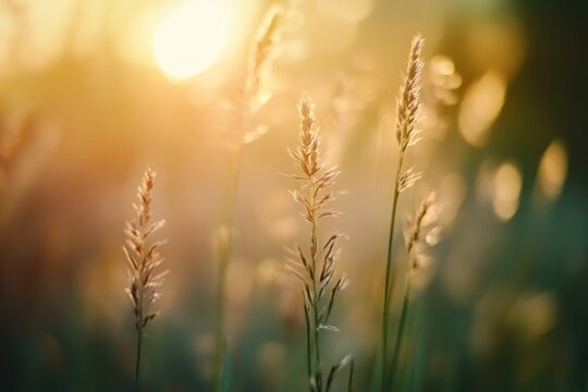 Cinematic close-up of meadow grass in the evening light, soft bokeh background