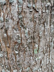 The rough, striped texture of tree bark, with deep vertical patterns and natural cracks, is perfect for backgrounds, natural textures, or design elements that require an organic, rustic touch.