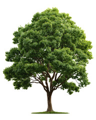Large green tree with dense canopy, isolated on a Transparent background, PNG file. background, realistic texture and branching structure, natural organic shape