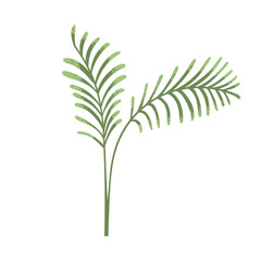 Palm leaves, fronds. Exotic tropical foliage, green leafy branches. Fresh nature decoration. Jungle leaf plant. Decorative botanical element. Flat vector illustration isolated on white background
