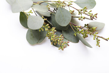 Eucalyptus leaves on white background. Green leaf branches.