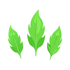 Three Fresh Green Serrated Leaves Isolated on White Background for Natural Design