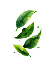 Obraz premium Fresh Green Tea Leaves Image