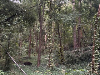 Dense jungle. Green trees, mossy rocks. Nature, wilderness, forest, tropical, growth, environment,...