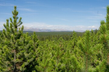 green grass and blue sky