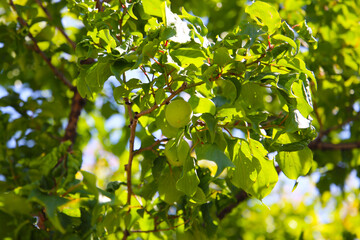 Prunus mume fruits on tree