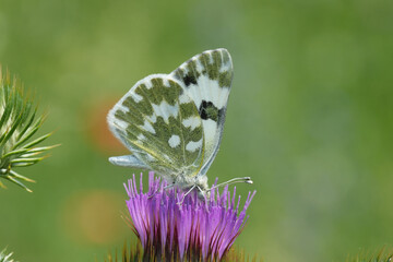Closeup on a Eastern Bath White butterfly, Pontia edusa drinking nectar from a pink thistle flower with closed wings