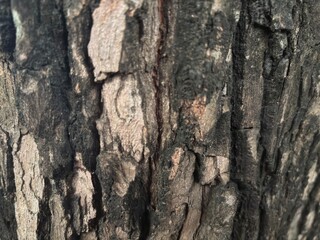 The rough, striped texture of tree bark, with deep vertical patterns and natural cracks, is perfect for backgrounds, natural textures, or design elements that require an organic, rustic touch.