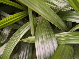 The lush green leaves of the fan palm plant, featuring natural textures and attractive radial patterns. Suitable for nature themed design, background, or decorative elements