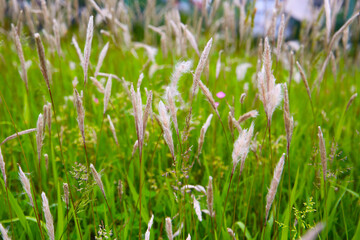 Tall wild grass with fluffy seed heads swaying in a green field.