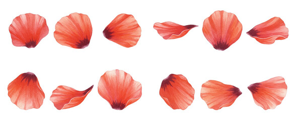 Fototapeta premium Adobe Illustrator Artwork