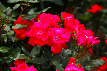 Beautiful roses in full bloom, Rose Garden.