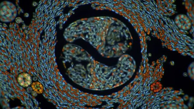 Microscopic view of cells dividing and multiplying under a lab microscope