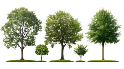 Obraz premium Slim tree set on white background