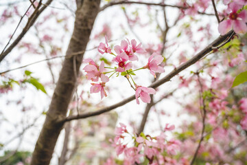 Yingge, Taiwan June 11, 2025: Close-up of pink cherry blossoms clustered on slender branches,...