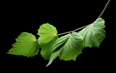 Vibrant Green Leaf: Detailed studio photography reveals the vivid veins and flawless texture of a single green leaf, showcasing the simple elegance of nature.