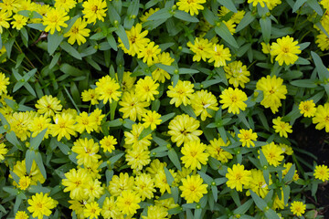 Colorful zinnias in full bloom