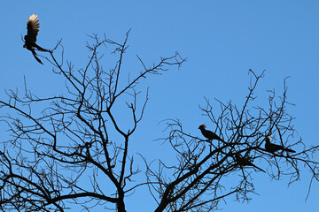 Touracos concolores perched in a tree