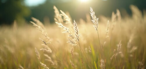 Obraz premium Close-up shot of dry grass in windy meadow. Sunny natural background with green and blue tones, creating beautiful abstract nature with bokeh and soft focus. Golden hour, seasonal autumn concept.