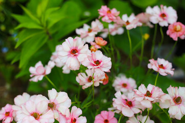 Obraz premium Ranunculus lux flower blooming in Japan park