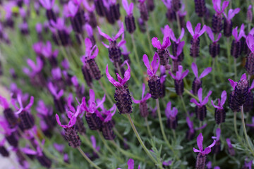 Beautiful purple flowers of French Lavender